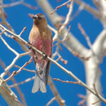 Brown-capped Rosy Finch (image by Craig Robson)