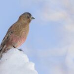 Brown-capped Rosy Finch (image by Paul van Giersbergen)