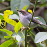 Brown-headed Apalis (image by Nik Borrow)