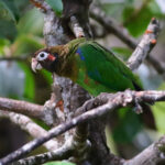 Brown-hooded Parrot (image by Leo Garrigues)