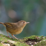Buff-breasted Babbler (image by Craig Robson)