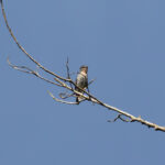 Buff-throated Purpletuft (image by Leo Garrigues)