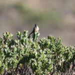 Buffy Helmetcrest (image by Trevor Ellery)