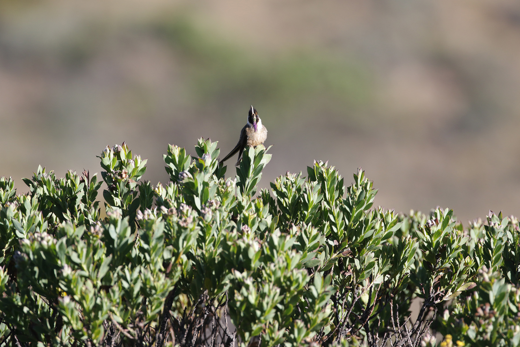 Buffy Helmetcrest (image by Trevor Ellery)