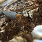 Burmese Nuthatch (image by Craig Robson)