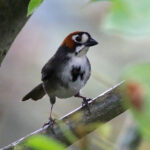 Cabanis's Ground Sparrow (image by Leo Garrigues)