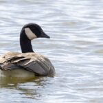 Cackling Goose (image by Paul van Giersbergen)