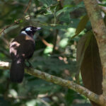 Cambodian Laughingthrush (image by Craig Robson)