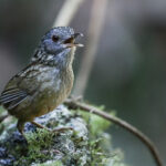'Cambodian' Streaked Wren-Babbler (image by Sophal Chen)