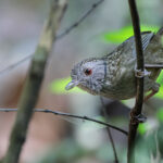 'Cambodian' Streaked Wren-Babbler (image by Sophal Chen)