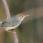 Cambodian Tailorbird (image by Sophal Chen)
