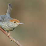 Cambodian Tailorbird (image by Sophal Chen)