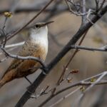 Canyon Wren (image by Paul van Giersbergen)