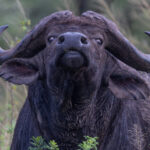Cape Buffalo (image by Nik Borrow)