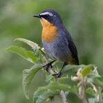 Cape Robin-Chat (image by Nik Borrow)