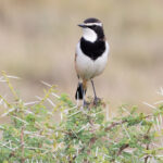 Capped Wheatear (image by Nik Borrow)