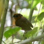 Ceara Gnateater (image by Leo Garrigues)