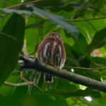 Central American Pygmy Owl (image by Leo Garrigues)