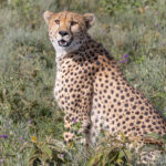 Cheetah (image by Nik Borrow)