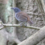 Chestnut-backed Antbird (image by Trevor Ellery)