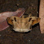 Chestnut-banded Angle (image by Craig Robson)