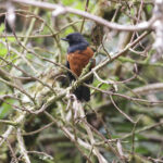 Chestnut-bellied Flowerpiercer (image by Trevor Ellery)