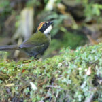 Chestnut-capped Brushfinch (image by Trevor Ellery)