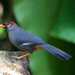 Chestnut-capped Laughingthrush (image by Craig Robson)