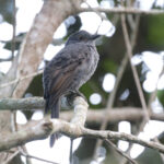 Chestnut-capped Piha (image by Trevor Ellery)