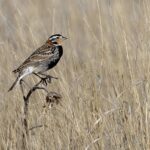 Chestnut-collared Longspur (image by Paul van Giersbergen)