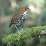 Chestnut-crowned Antpitta (image by Trevor Ellery)
