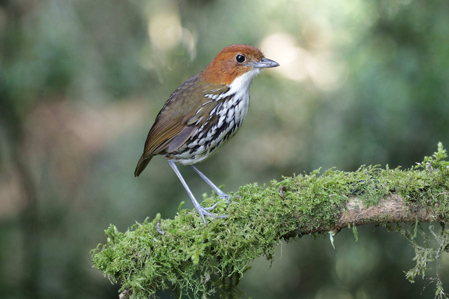 Chestnut-crowned Antpitta (image by Trevor Ellery)