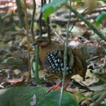 Chestnut-headed Partridge (image by Craig Robson)