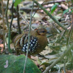 Chestnut-headed Partridge (image by Craig Robson)