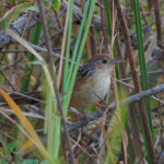 Chinese Grassbird (image by Craig Robson)