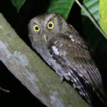 Choco Screech Owl (image by Trevor Ellery)