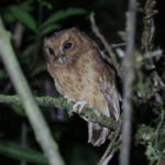 Cinnamon Screech Owl (image by Trevor Ellery)