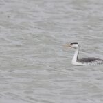 Clark's Grebe (image by Paul van Giersbergen)