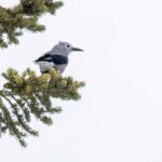 Clark's Nutcracker (image by Paul van Giersbergen)