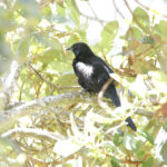 Colombian Mountain Grackle (image by Trevor Ellery)