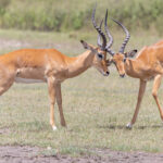 Common Impalas (image by Nik Borrow)