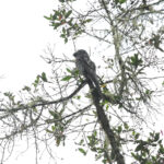 Common Potoo (image by Trevor Ellery)
