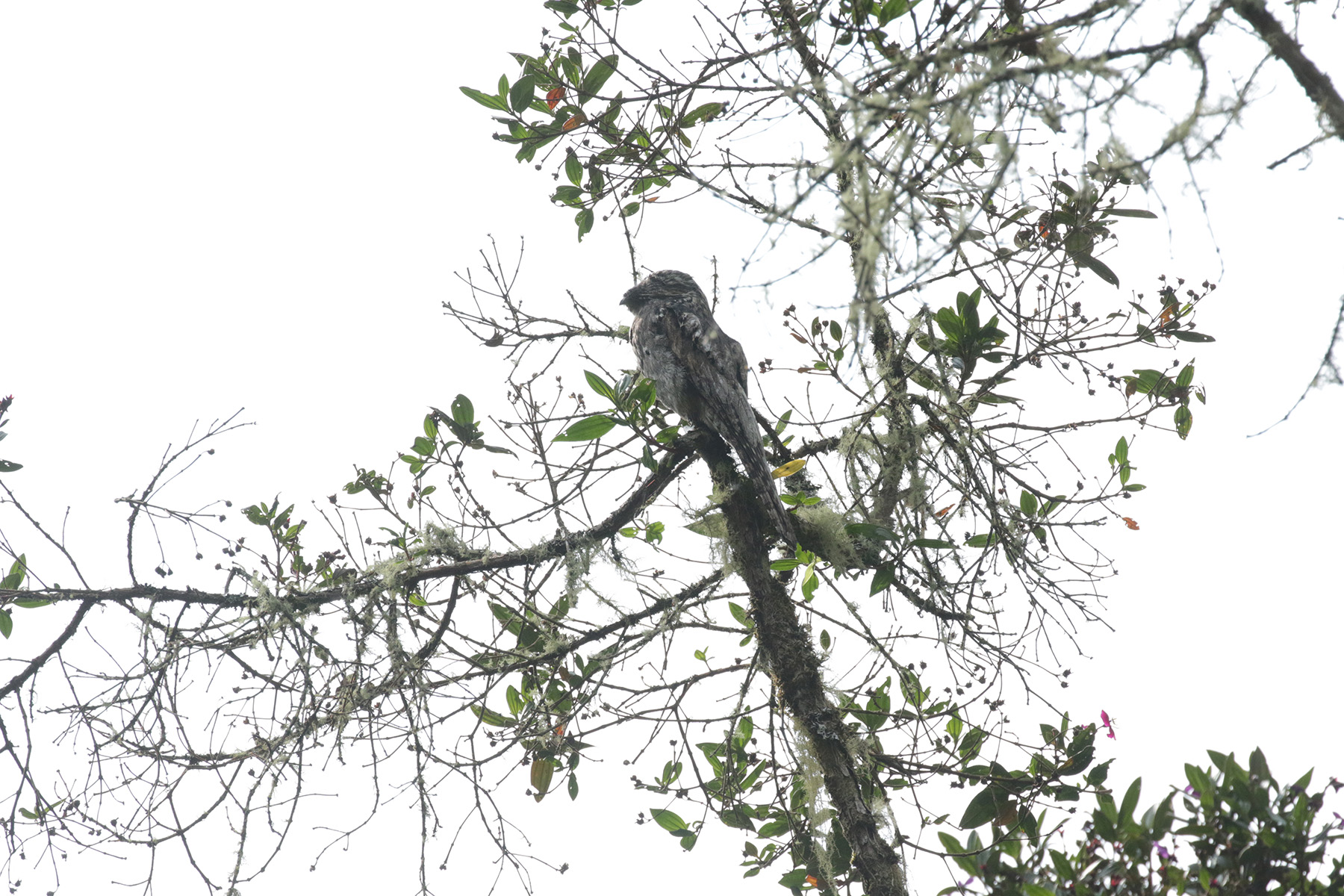 Common Potoo (image by Trevor Ellery)