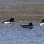 Common & Barrow's Goldeneyes (image by Paul van Giersbergen)