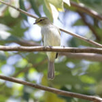 Coopmans's Tyrannulet (image by Trevor Ellery)