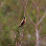 Copper Seedeater (image by Leo Garrigues)