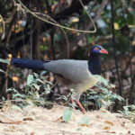 Coral-billed Ground Cuckoo (image by tour participant)