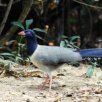 Coral-billed Ground Cuckoo (image by tour participant)