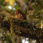 Costa Rican Pygmy Owl (image by Leo Garrigues)