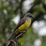 Couch's Kingbird (image by Anthony Kaduck)